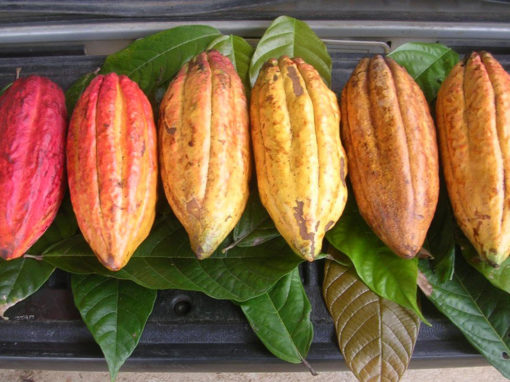 cacao