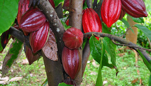 cacao-c