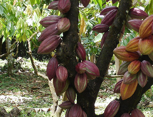 cacao-elite