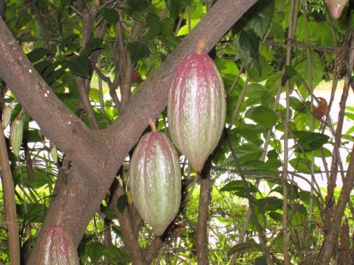 cacaoTronco