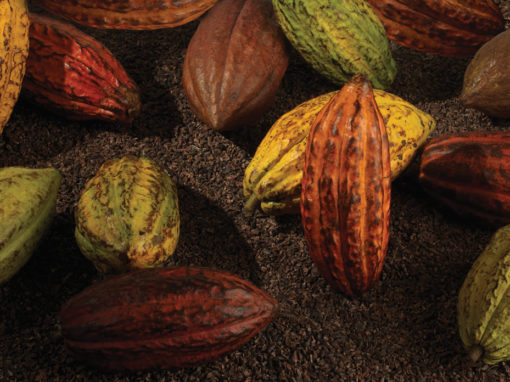 Cacao from Exterior Book presented by VICINI | Cacao del exterior del libro presentado por VICINI